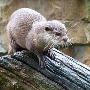 Asian short-clawed otter -Zoologischer Garten Berlin (2024)