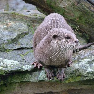 Asian short-clawed otter -Zoologischer Garten Berlin (2024)