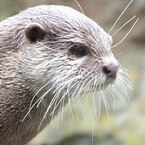 Asian short-clawed otter -Zoologischer Garten Berlin (2024)