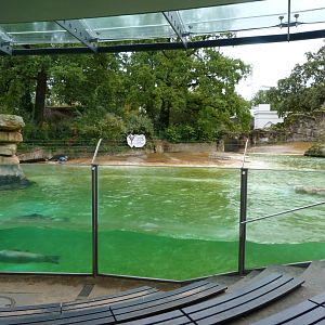 California sea lion exhibit -Zoologischer Garten Berlin (2024)