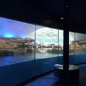 King penguin and Northern rockhopper penguin exhibit -Zoologischer Garten Berlin (2024)