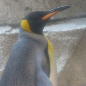 King penguin -Zoologischer Garten Berlin (2024)