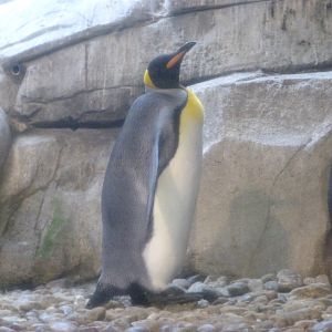 King penguin -Zoologischer Garten Berlin (2024)