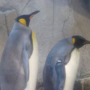 King penguin -Zoologischer Garten Berlin (2024)