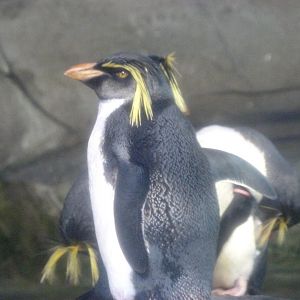Northern rockhopper penguin -Zoologischer Garten Berlin (2024)