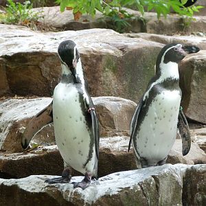 Humboldt penguin -Zoologischer Garten Berlin (2024)