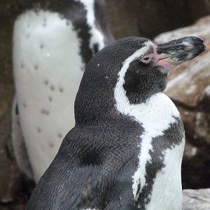 Humboldt penguin -Zoologischer Garten Berlin (2024)