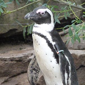 African penguin -Zoologischer Garten Berlin (2024)