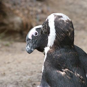 African penguin -Zoologischer Garten Berlin (2024)
