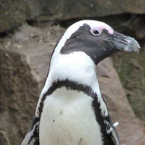 African penguin -Zoologischer Garten Berlin (2024)