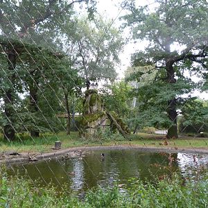 Andean condor and Waterfowl exhibit -Zoologischer Garten Berlin (2024)