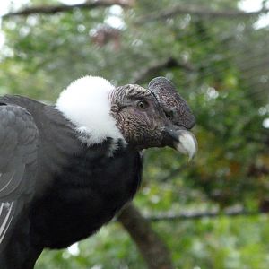 Andean condor -Zoologischer Garten Berlin (2024)