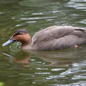 Philippine duck -Zoologischer Garten Berlin (2024)