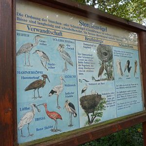 Sign for storks, ibises, spoonbills,... -Zoologischer Garten Berlin (2024)