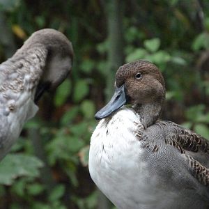 Northern pintails -Zoologischer Garten Berlin (2024)