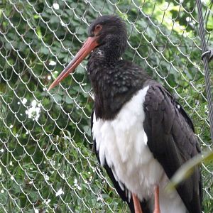 Black stork -Zoologischer Garten Berlin (2024)