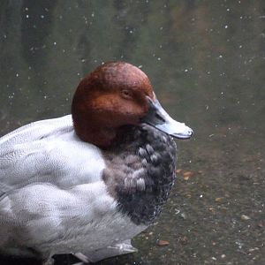 Common pochard -Zoologischer Garten Berlin (2024)