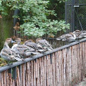 European aviary view -Zoologischer Garten Berlin (2024)
