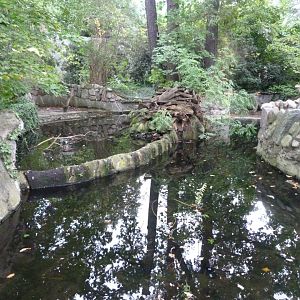 European beaver exhibit -Zoologischer Garten Berlin (2024)