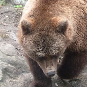 Eurasian brown bear -Zoologischer Garten Berlin (2024)
