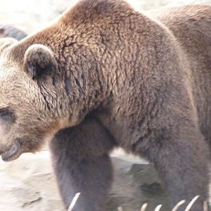 Eurasian brown bear -Zoologischer Garten Berlin (2024)