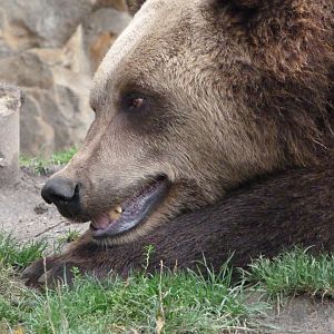 Eurasian brown bear -Zoologischer Garten Berlin (2024)