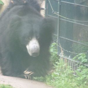 Indian sloth bear -Zoologischer Garten Berlin (2024)