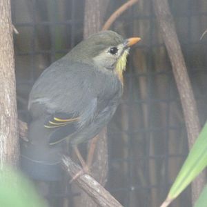 Red-billed leiothrix -Zoologischer Garten Berlin (2024)