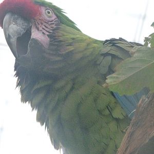 Mexican military macaw -Zoologischer Garten Berlin (2024)