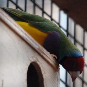 Gouldian finch -Zoologischer Garten Berlin (2024)