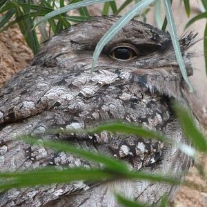 Tawny frogmouth -Zoologischer Garten Berlin (2024)