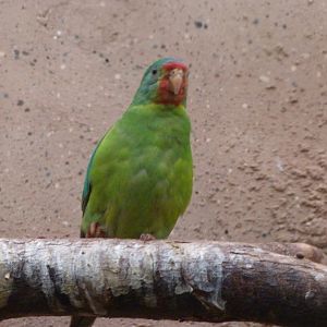 Swift parrot -Zoologischer Garten Berlin (2024)