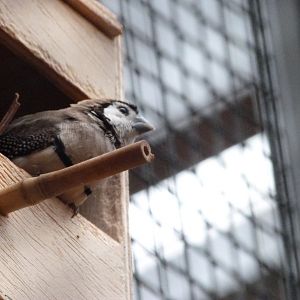 Double-barred finch -Zoologischer Garten Berlin (2024)