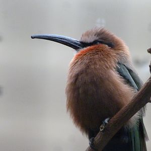 White-fronted bee-eater -Zoologischer Garten Berlin (2024)
