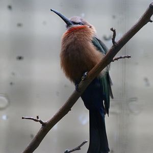 White-fronted bee-eater -Zoologischer Garten Berlin (2024)