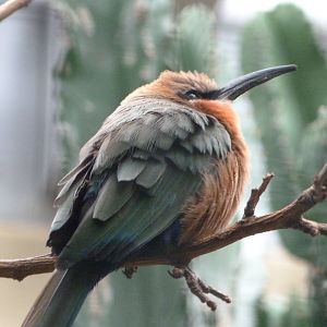 White-fronted bee-eater -Zoologischer Garten Berlin (2024)
