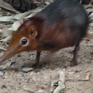 Black and rufous elephant shrew -Zoologischer Garten Berlin (2024)