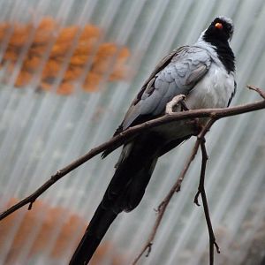 Namaqua dove -Zoologischer Garten Berlin (2024)