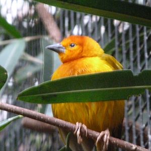 Taveta weaver -Zoologischer Garten Berlin (2024)
