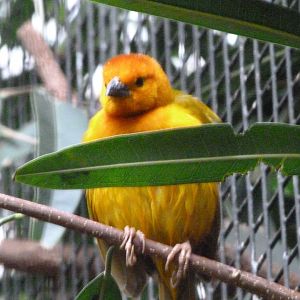 Taveta weaver -Zoologischer Garten Berlin (2024)