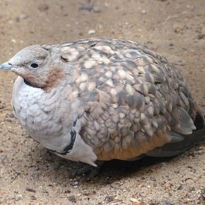 Black-bellied sandgrouse -Zoologischer Garten Berlin (2024)