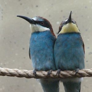 European bee-eater -Zoologischer Garten Berlin (2024)