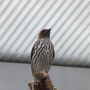 Amethyst starling -Zoologischer Garten Berlin (2024)