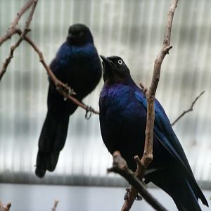 Rüppell's starling -Zoologischer Garten Berlin (2024)