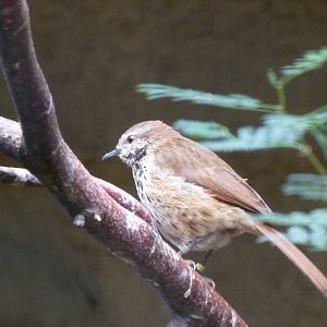 Spotted palm thrush -Zoologischer Garten Berlin (2024)