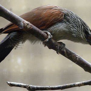White-browed coucal -Zoologischer Garten Berlin (2024)