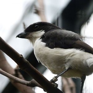 Long-tailed fiscal -Zoologischer Garten Berlin (2024)