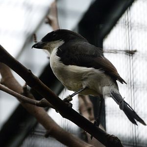 Long-tailed fiscal -Zoologischer Garten Berlin (2024)