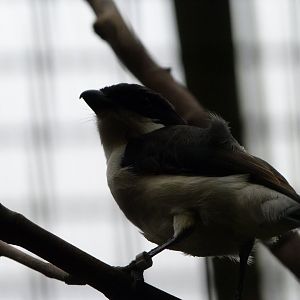 Long-tailed fiscal -Zoologischer Garten Berlin (2024)