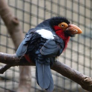Bearded barbet -Zoologischer Garten Berlin (2024)